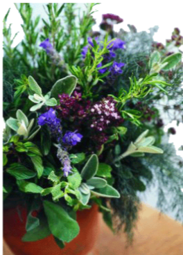 Lavender & Herbs