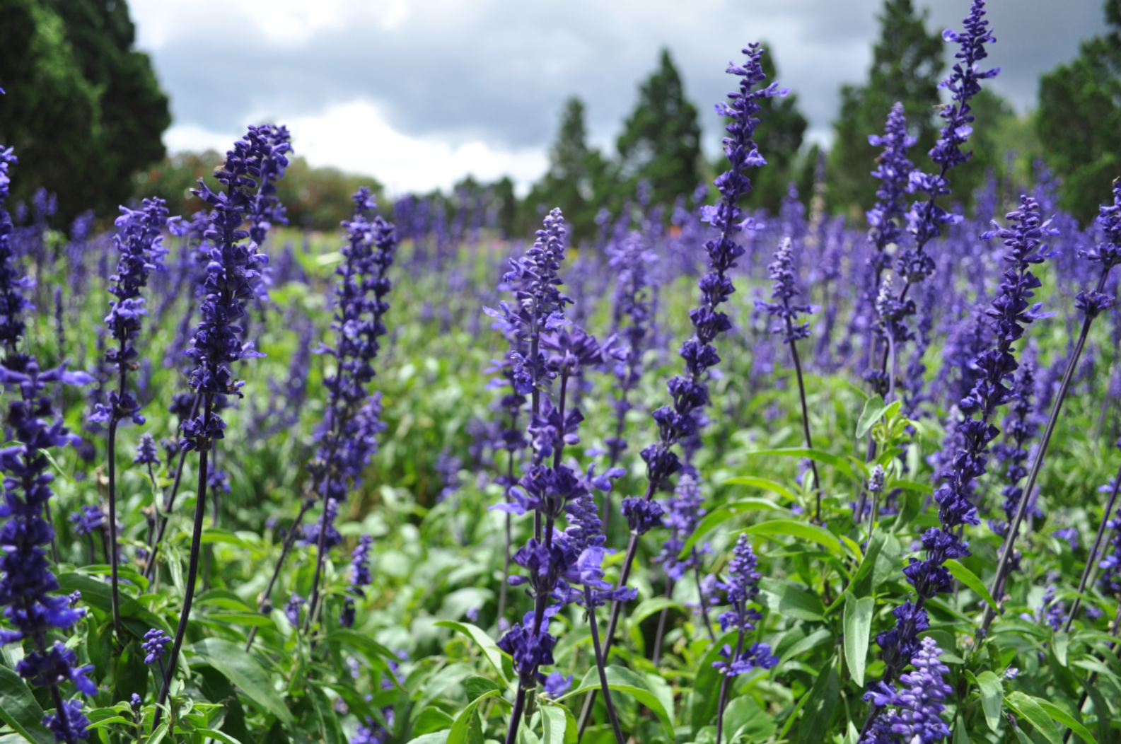 Lavender Flowers